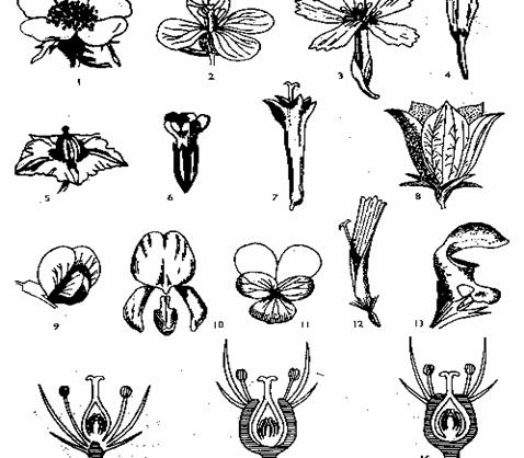 Kasvibiologia Matti Pekkarinen Kasvibiologia Matti Pekkarinen